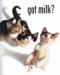 pic for Got Milk